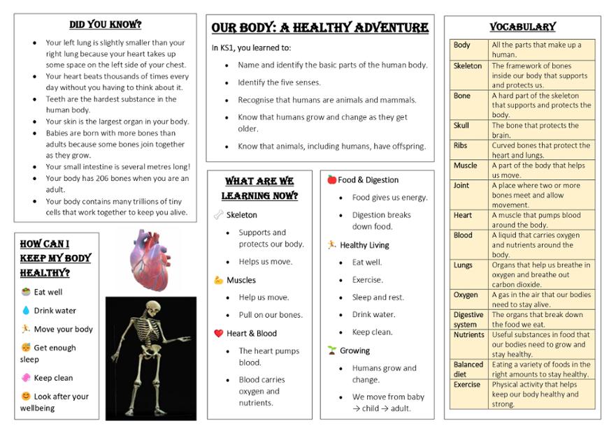 C2 Knowledge map for Our Bodies Autumn page-0001